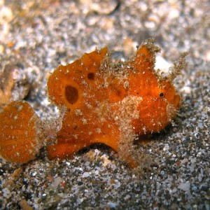 Baby frogfish