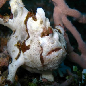 Pregnant painted frogfish
