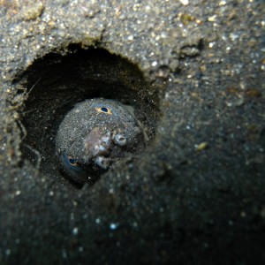 Snake eel in burrow