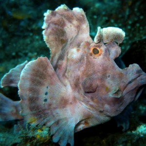Paddle flap scorpionfish