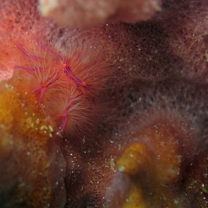 Hairy squat lobster
