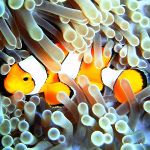 Clownfish, Similan Islands, Thailand