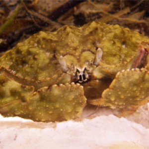 Box-Crab