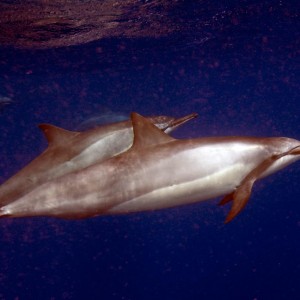 Kona Dolphins, Rays, Critters