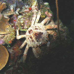 crabby1