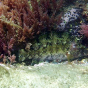 Five-spotted wrasse