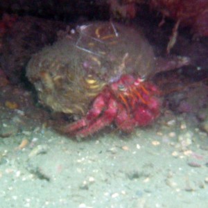 Hermit Crab and anenome