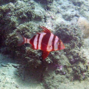 Red-banded Sea bream