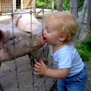 Swine flu source confirmed