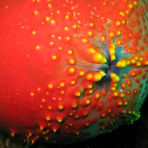 sea apple