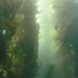 Giant Kelp from approx 25 feet