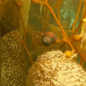 Snail on Giant Kelp