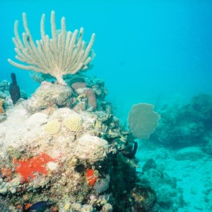 Antigua reef shot