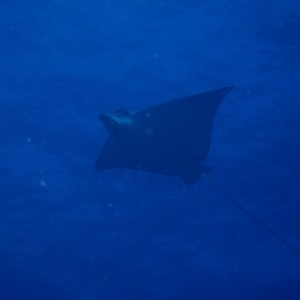 Eagle Ray in Cancun