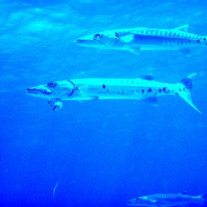 Barracuda with a Line