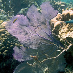 Snorkeling Caracol Barrier Reef - Haiti
