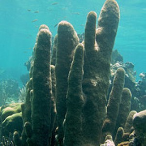Snorkeling Caracol Barrier Reef - Haiti