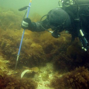 Flounder Dive- Front Beach 060709