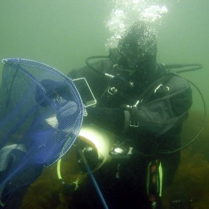 Flounder Dive- Front Beach 060709