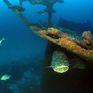 Goliath Grouper On Stern Of The Araby Maid