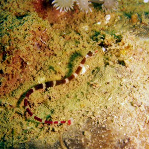 Banded-Pipefish