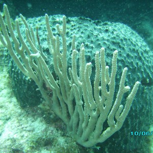 two corals