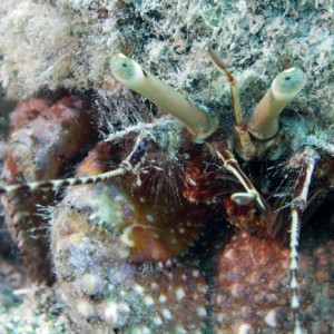 hermit crab