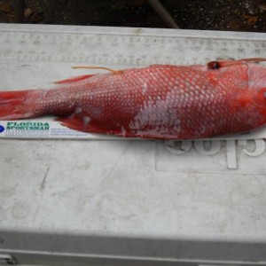 Tagged snapper