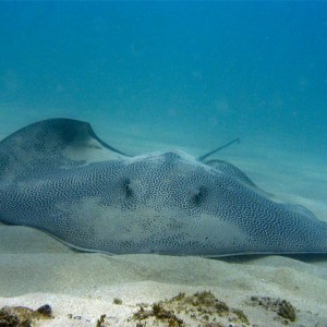 Spotted Whiptail Ray
