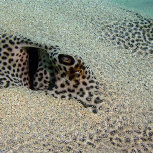 Spotted Whiptail Ray