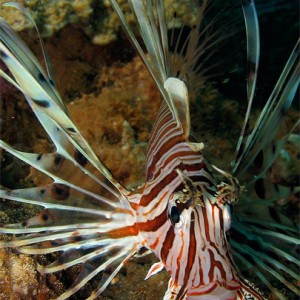 Juvenile Firefish