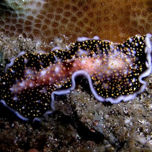 Not so flatworm