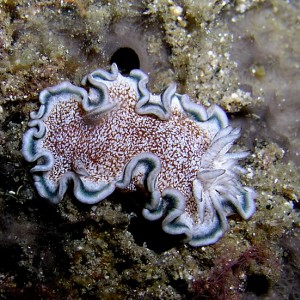 Nudibranch - Glossodoris hikuerensis