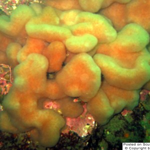 Lobed Tunicate
