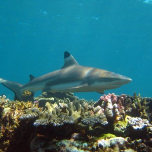 Blacktip Reef Sharks in the Fiji Islands