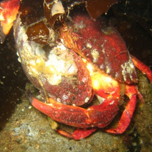 Red Rock Crabs Mating