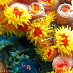 Tubastraea faulkneri coral