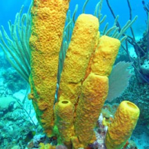 Orange-Tube-Sponges-11177