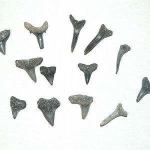 shark teeth from venice beach