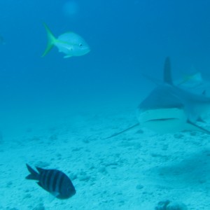 st. maarten sharks june 2009