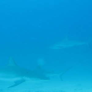 st. maarten sharks june 2009