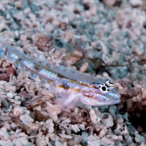 goby8
