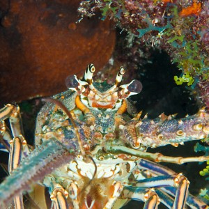 lobster28