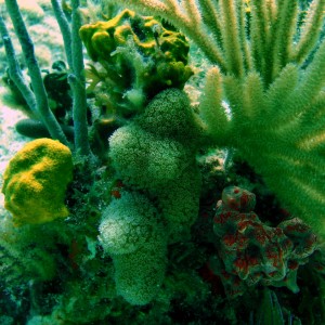 corals3