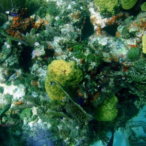 corals5