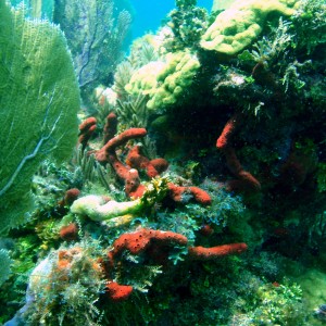 corals6