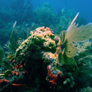 corals7
