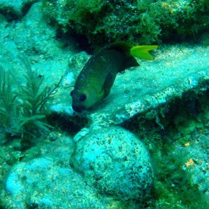 spottyfish