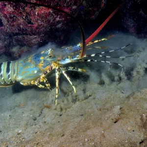 blue spot rock lobster 2