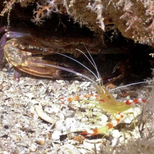 Two Headed Shrimp